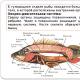 Presentation “Structure of fish