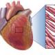 Kontrakce srdečního svalu Vlastnosti srdečního svalu