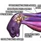 Dilbio raumenys: anatomija