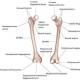 Anatomia mușchilor coapsei și posibile tulburări