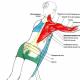 Kako izboljšati telesno ravnovesje in razviti stabilizatorske mišice