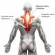 Trapézový sval: Funkce, kde se nachází, anatomie, léčba, masáž a příčiny napětí