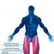 Anatomi paha depan, adduktor dan otot paha lainnya